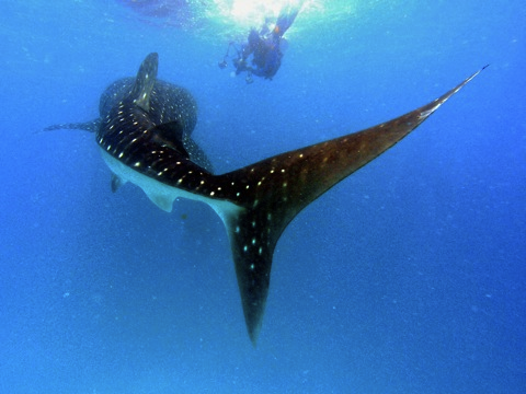 Whale Shark, Hanifaru Maldives